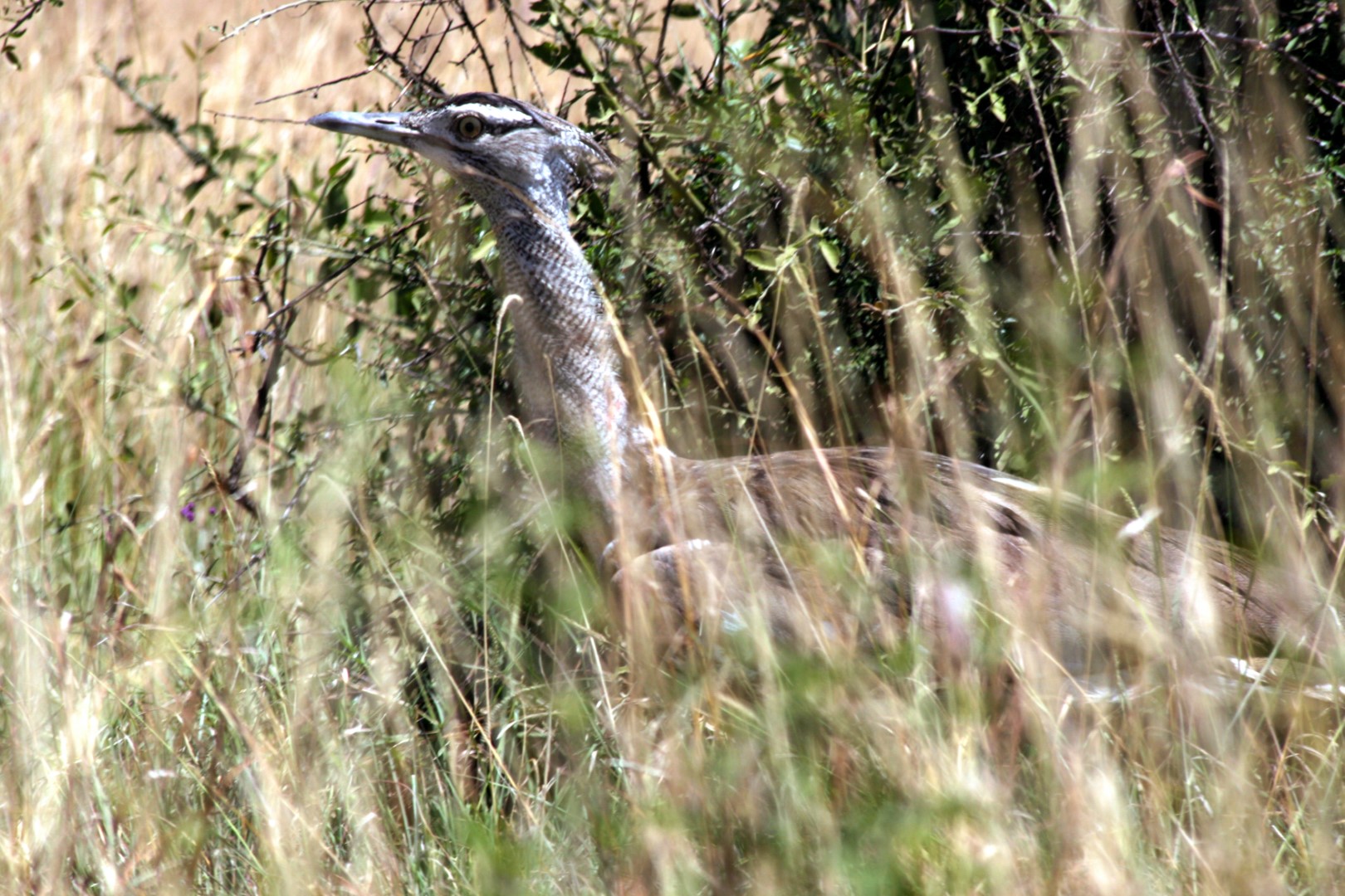 Kori Bustard