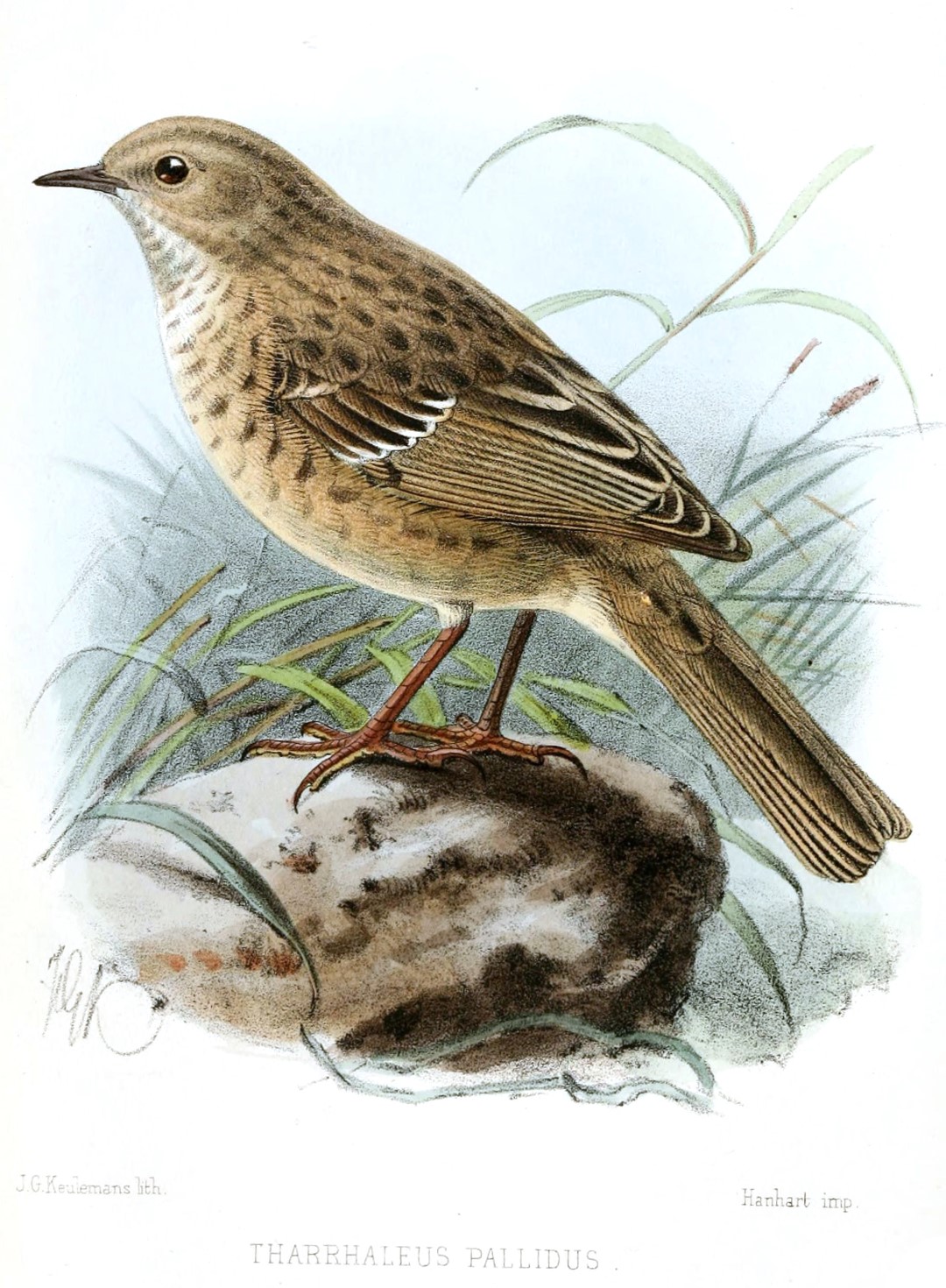 Koslow's Accentor