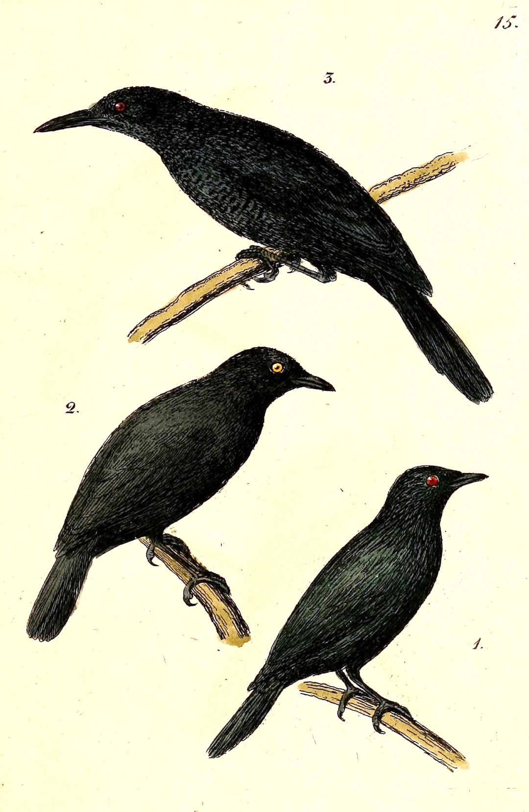 Kosrae Starling