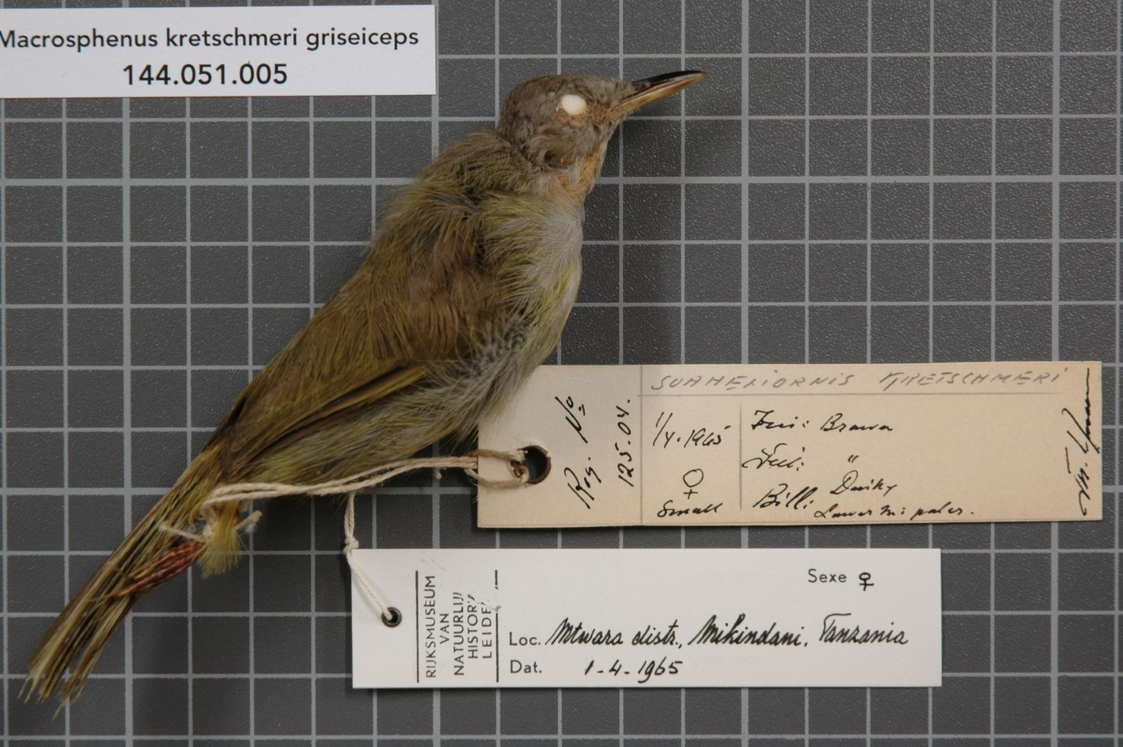 Kretschmer's Warbler