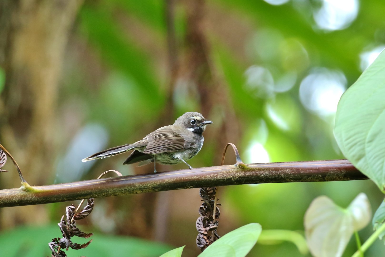 Kubary's Fantail