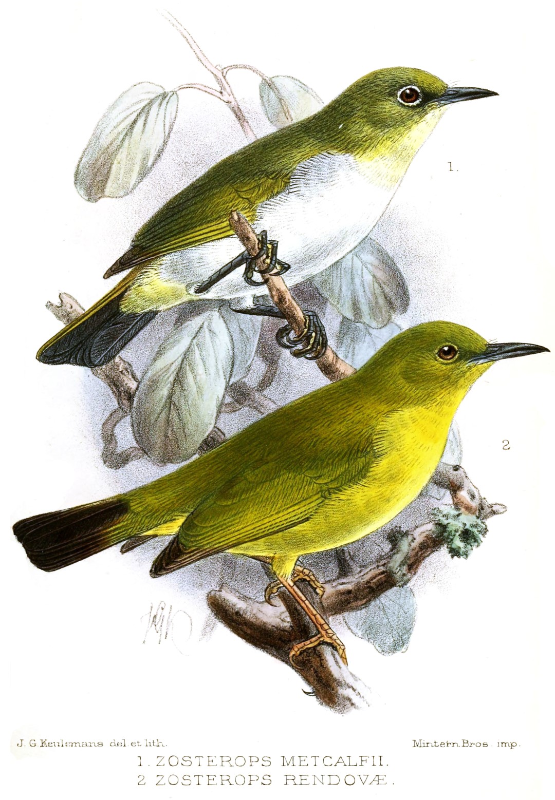 Kulambangra White-eye