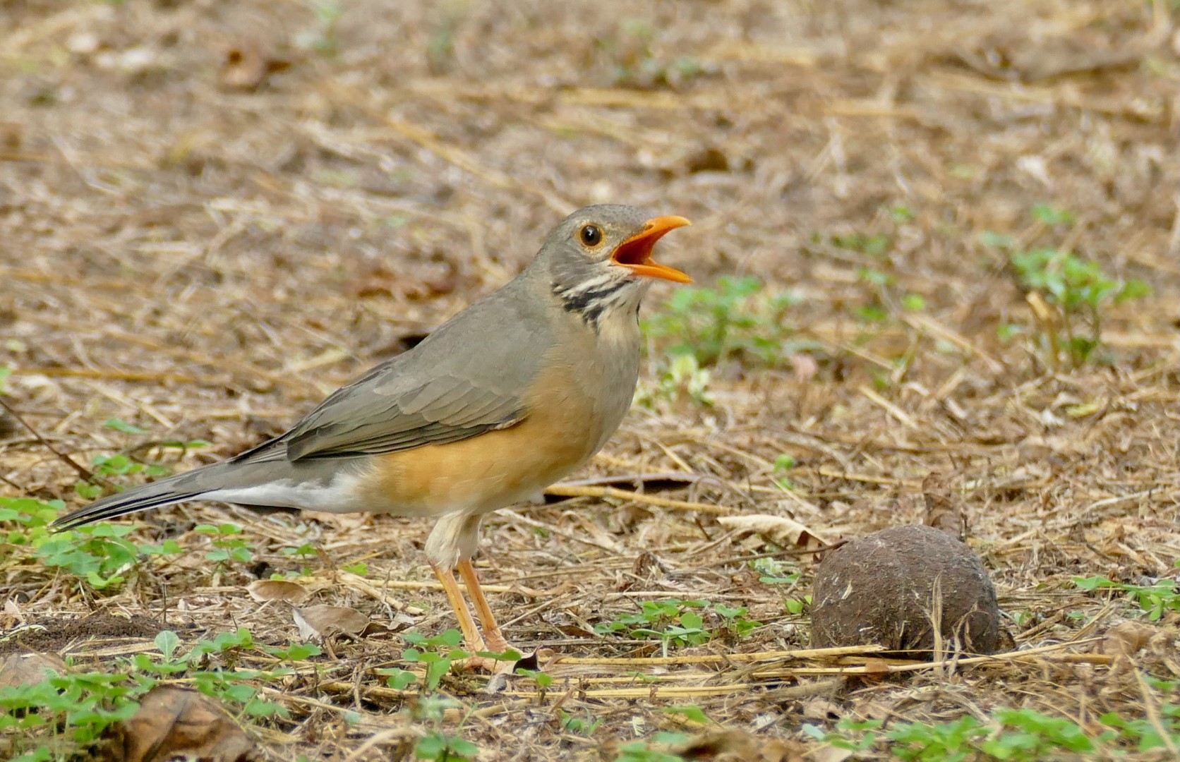 Kurrichane thrush
