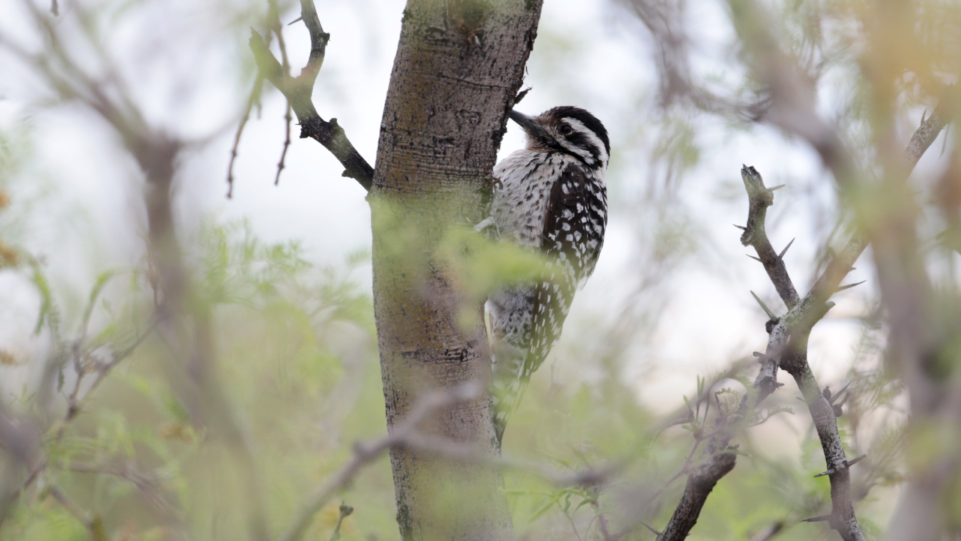 Ladder-backed Woodpecker