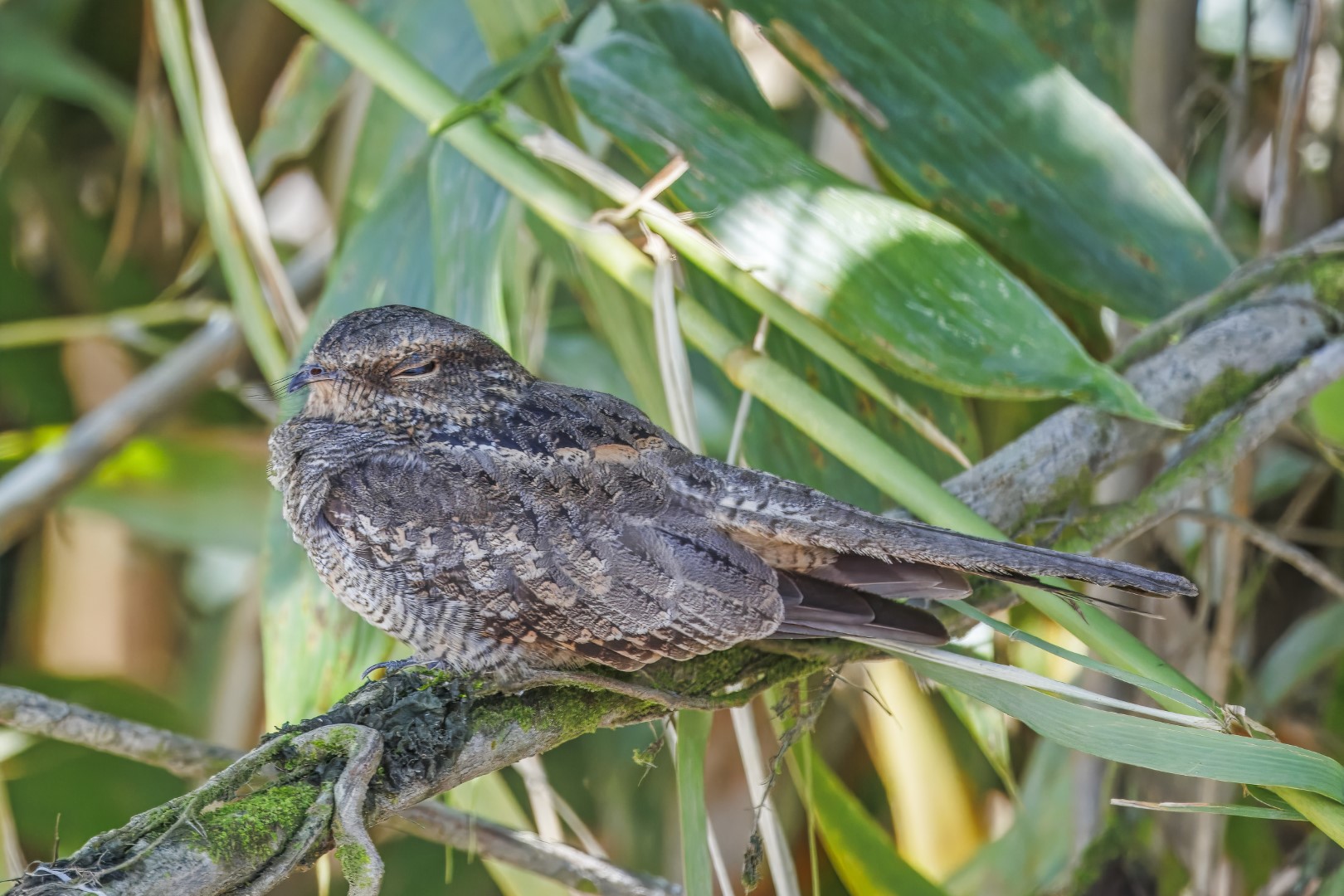Ladder-tailed Nightjar