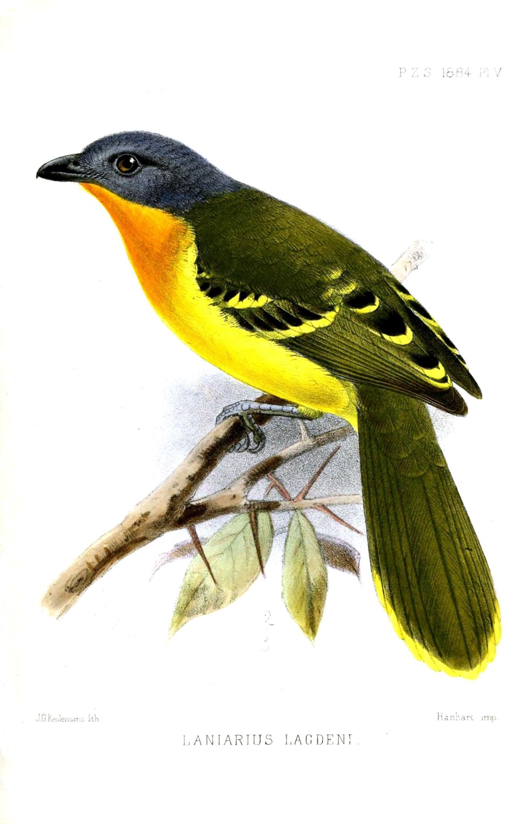 Lagden's Bushshrike