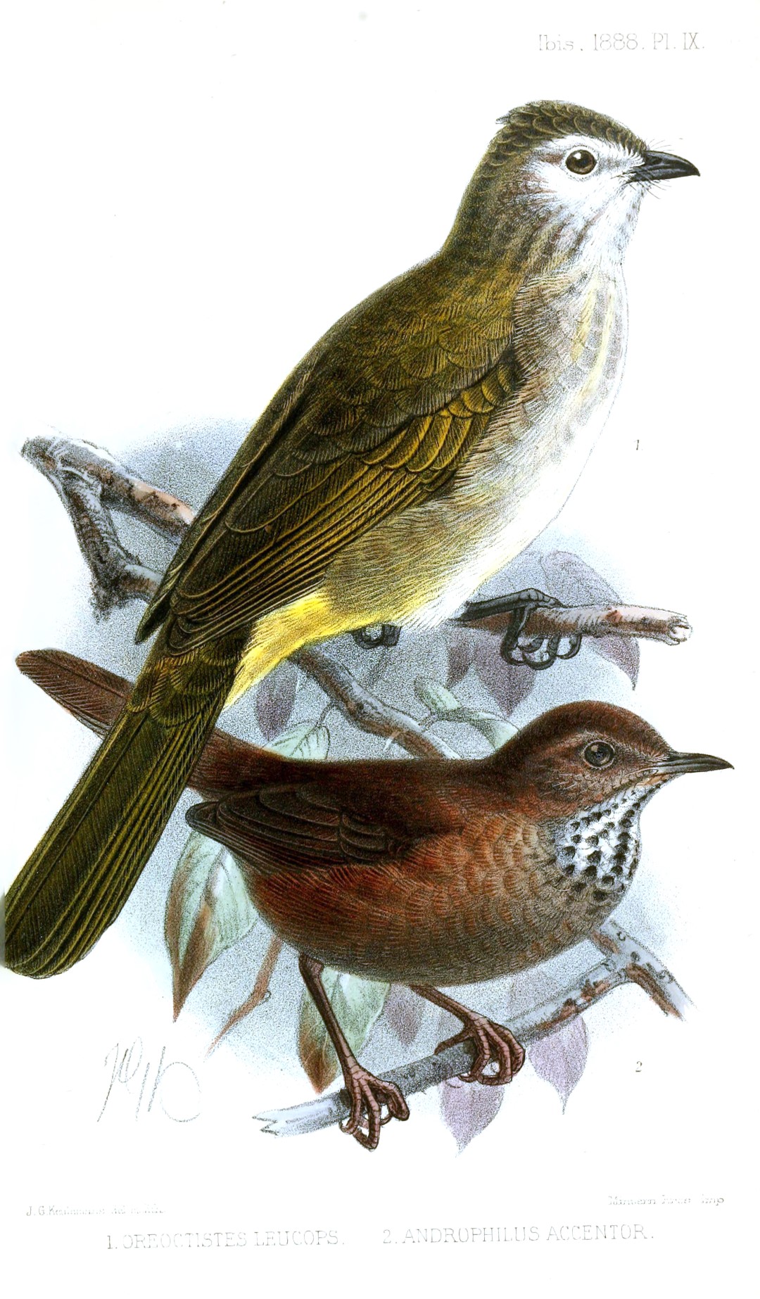 Lanceolated Warbler