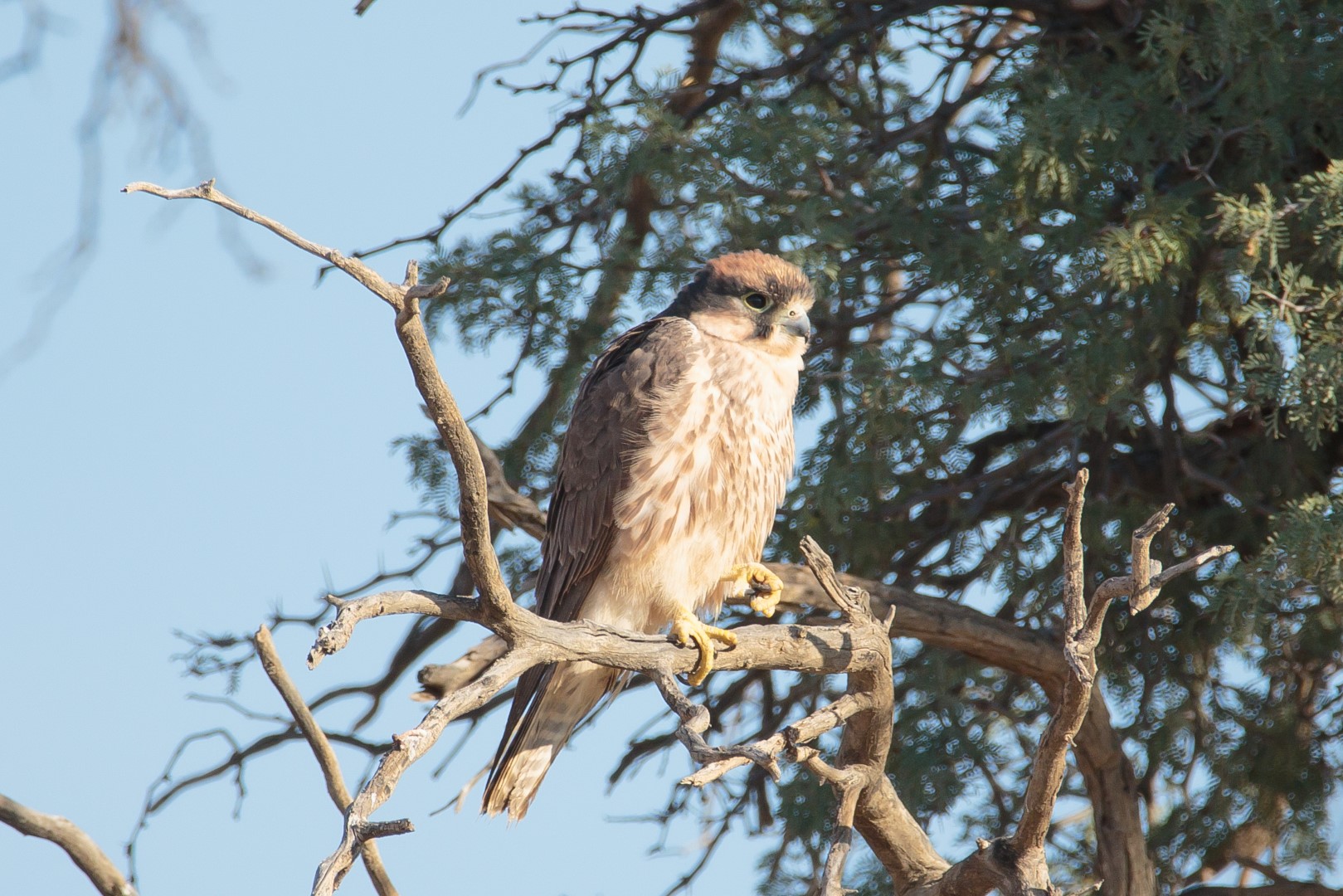Lanner Falcon