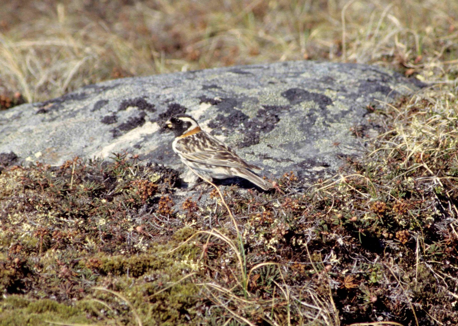 Lapland Longspur