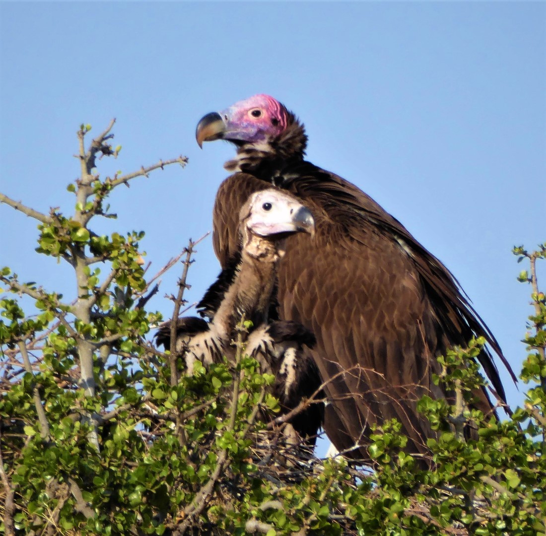 Lappet-faced Vulture