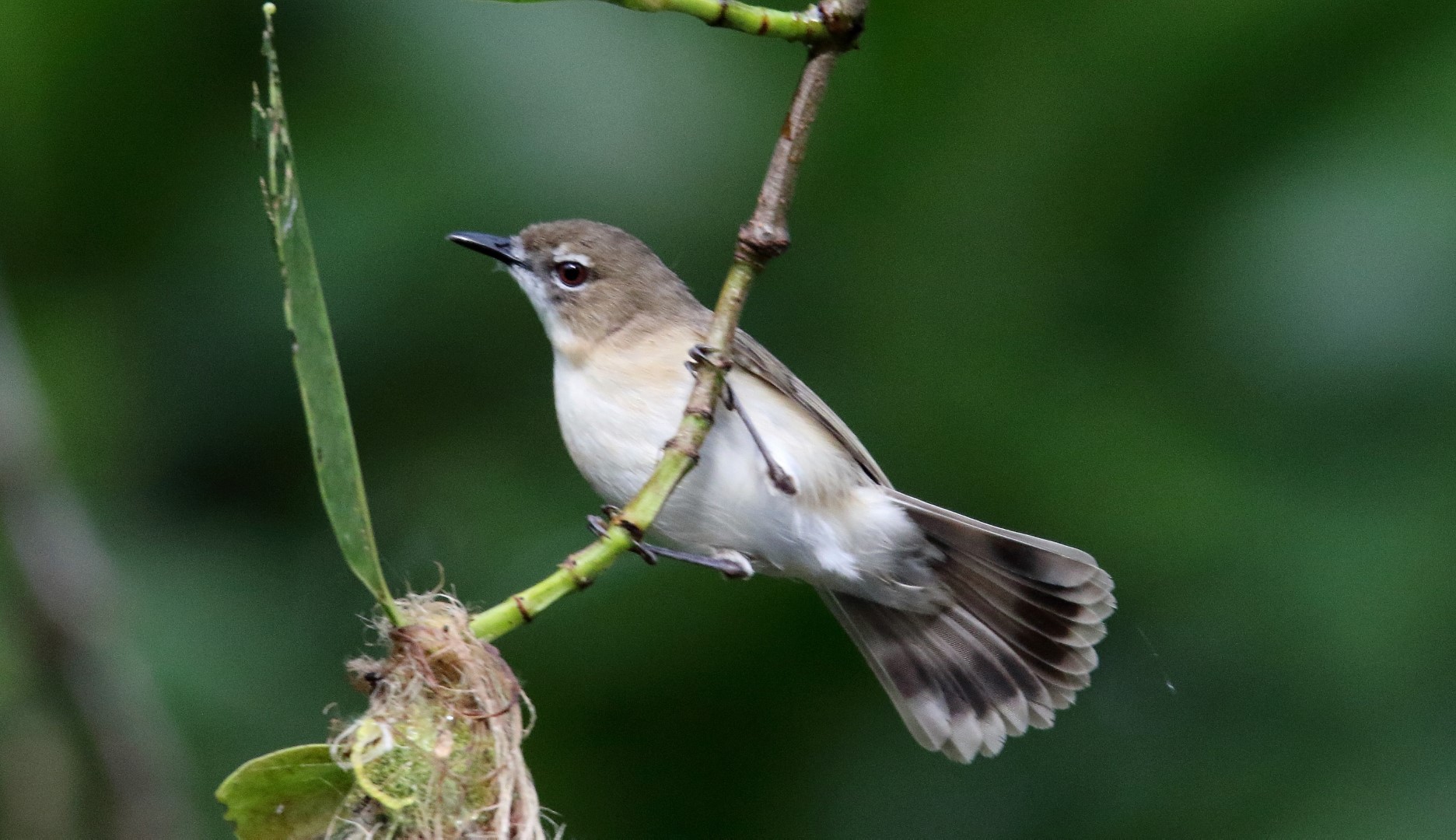 Large-billed Gerygone