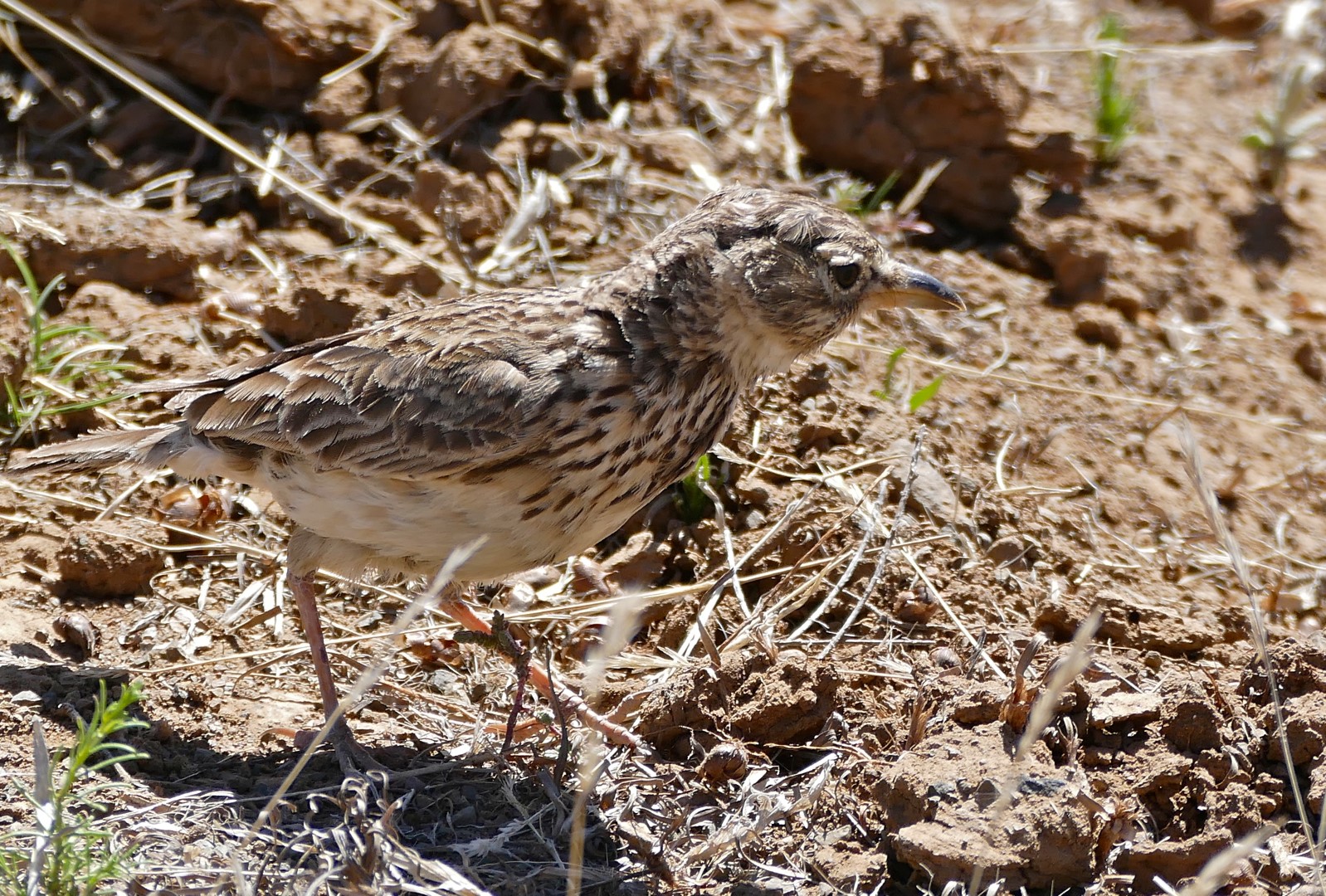 Large-billed Lark