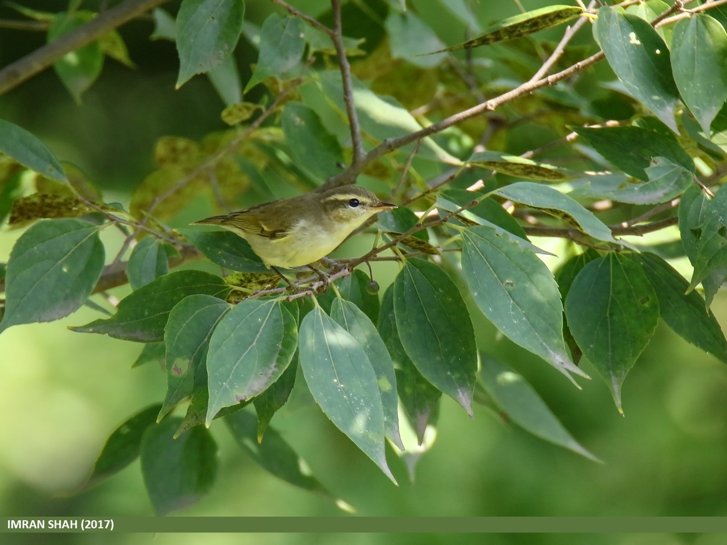 Large-billed Leaf Warbler