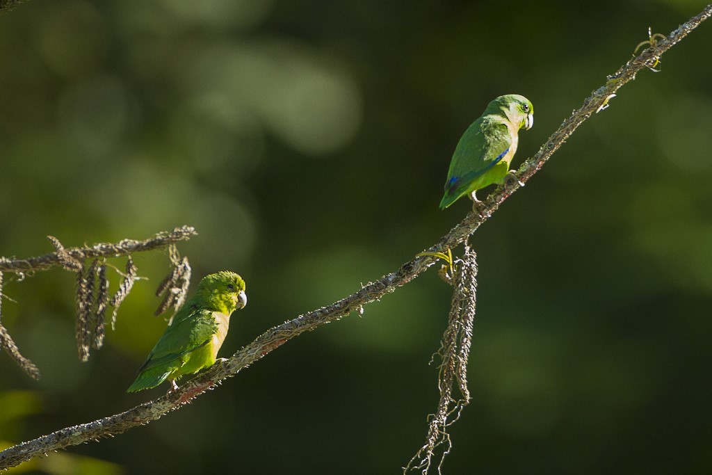 Large-billed Parrotlet