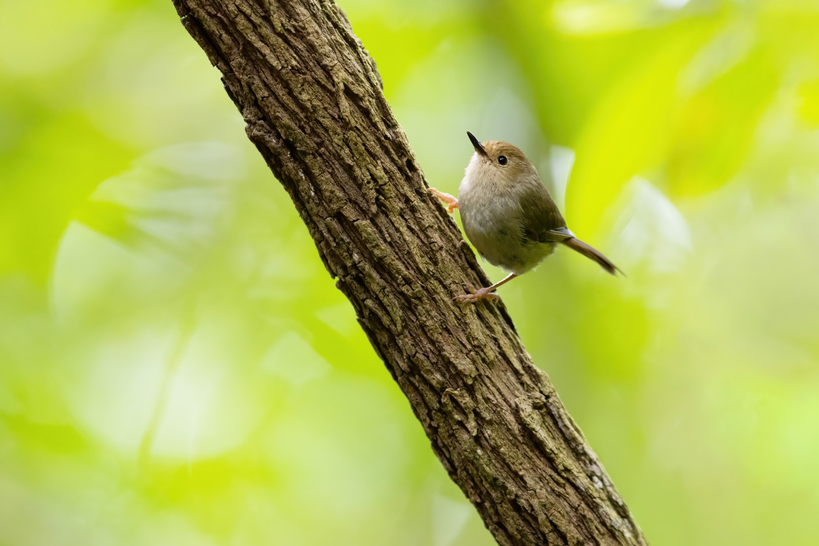 Large-billed Scrubwren