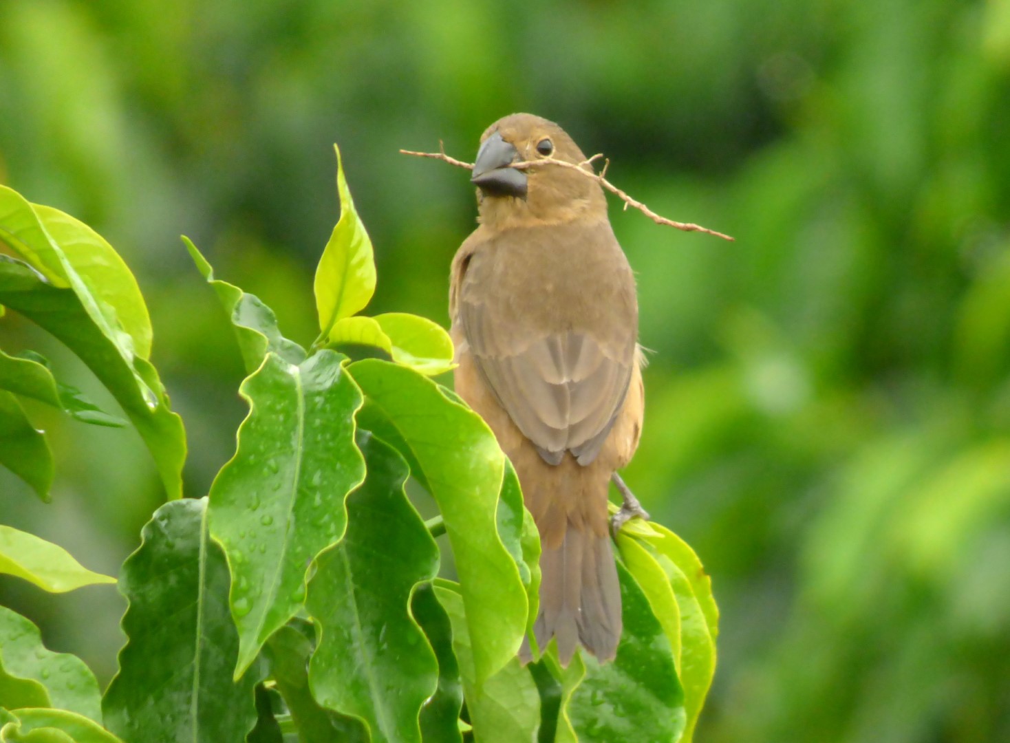 Large-billed Seed-Finch