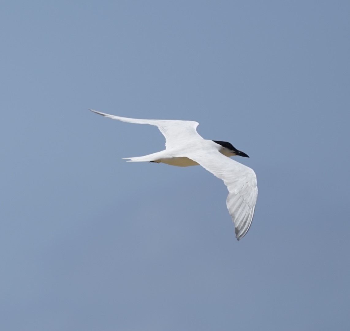 Large-billed Tern