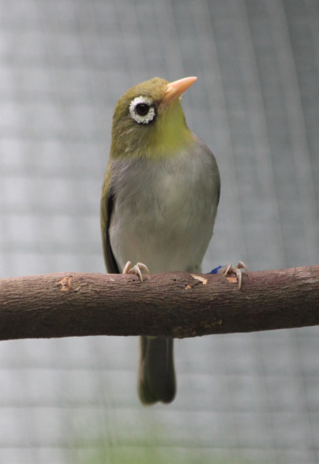 Large-billed White-eye