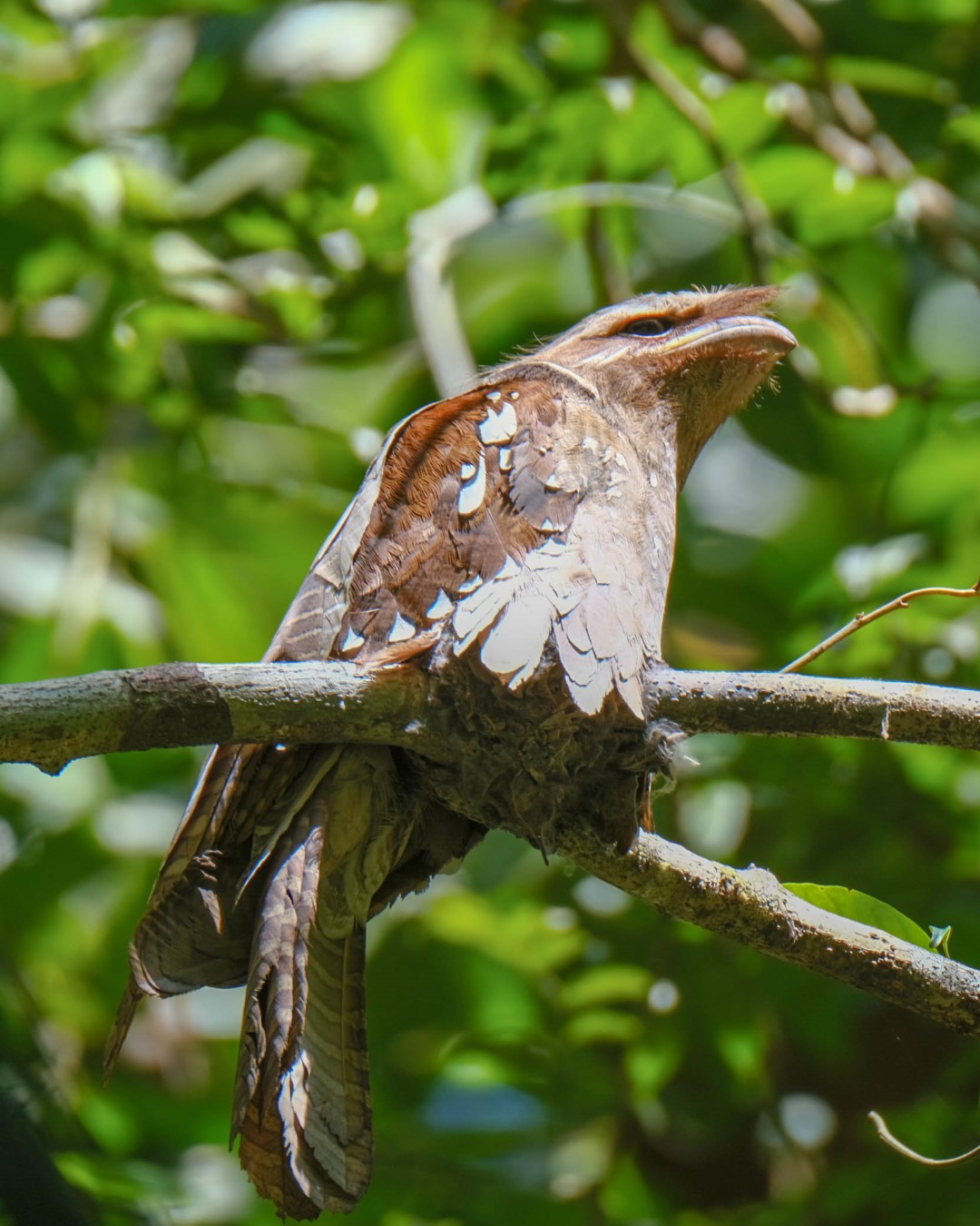 Large Frogmouth