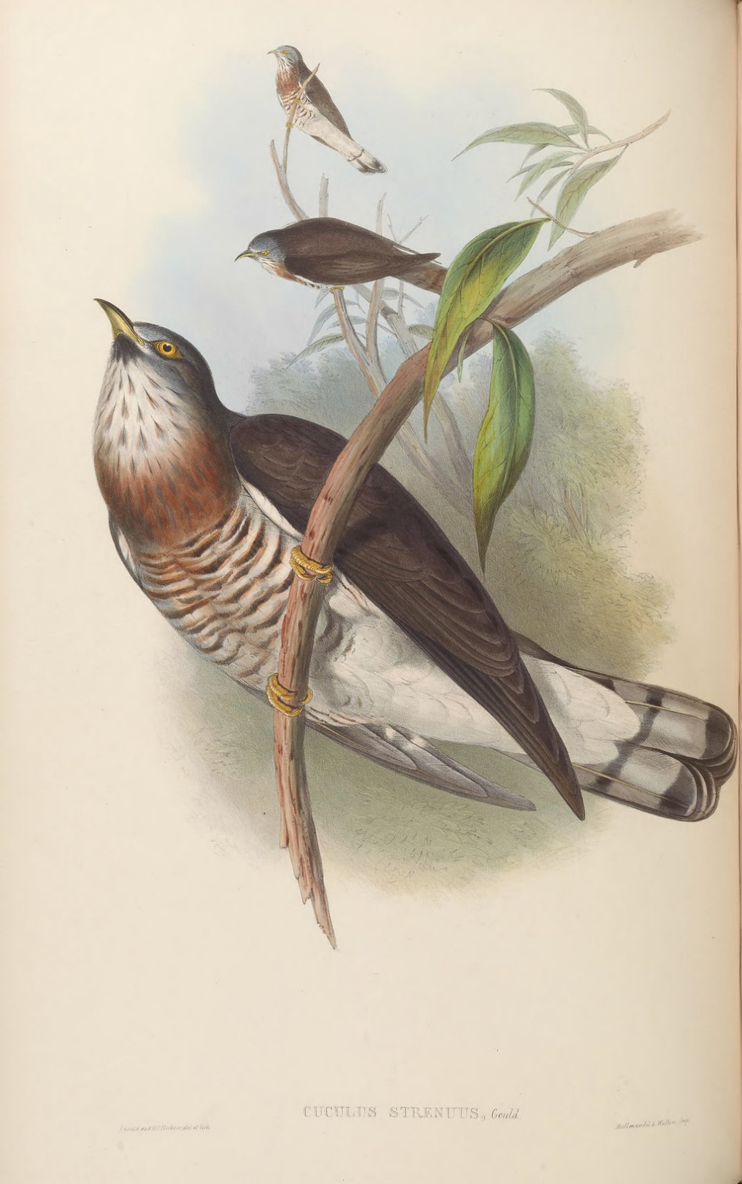 Large Hawk-Cuckoo