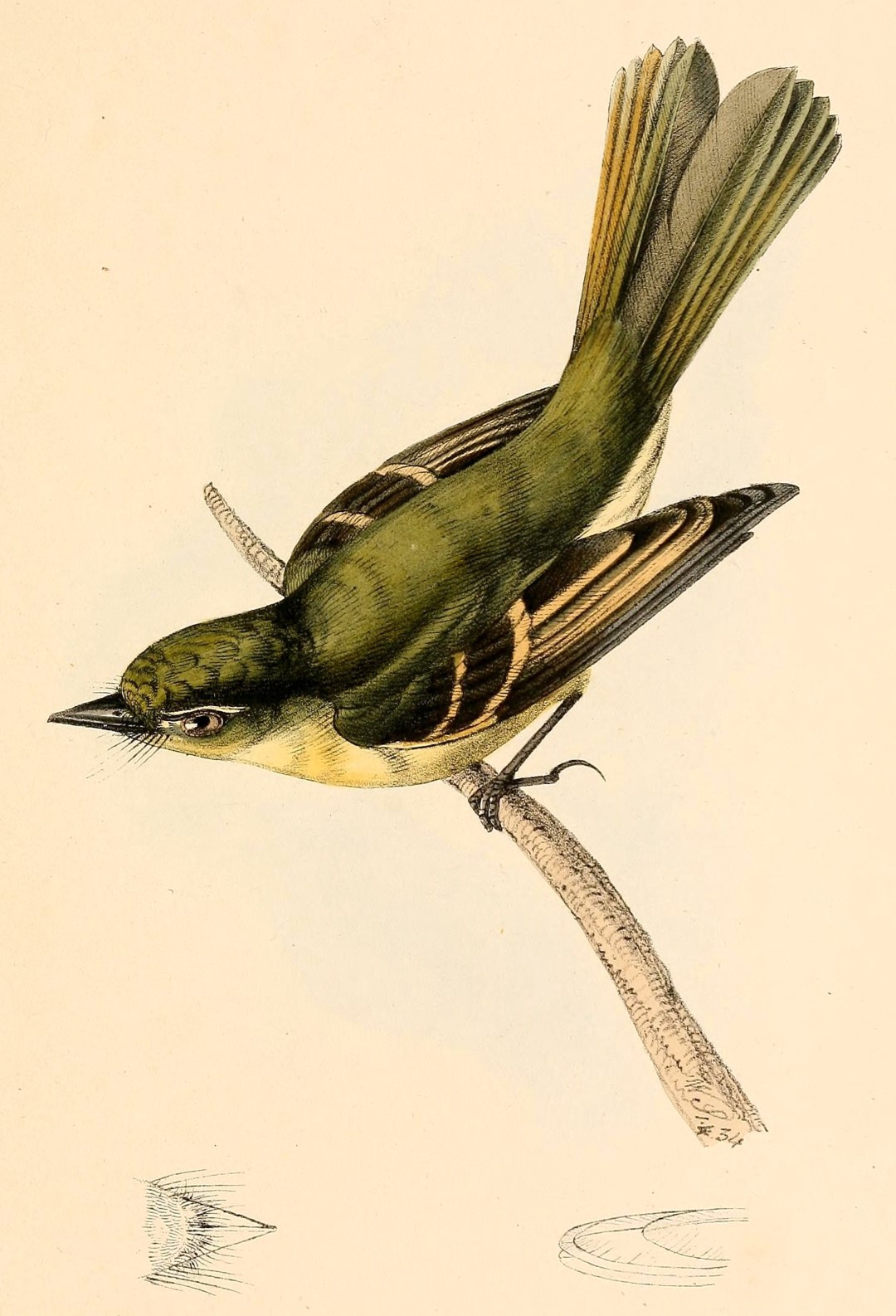 Large-headed Flatbill
