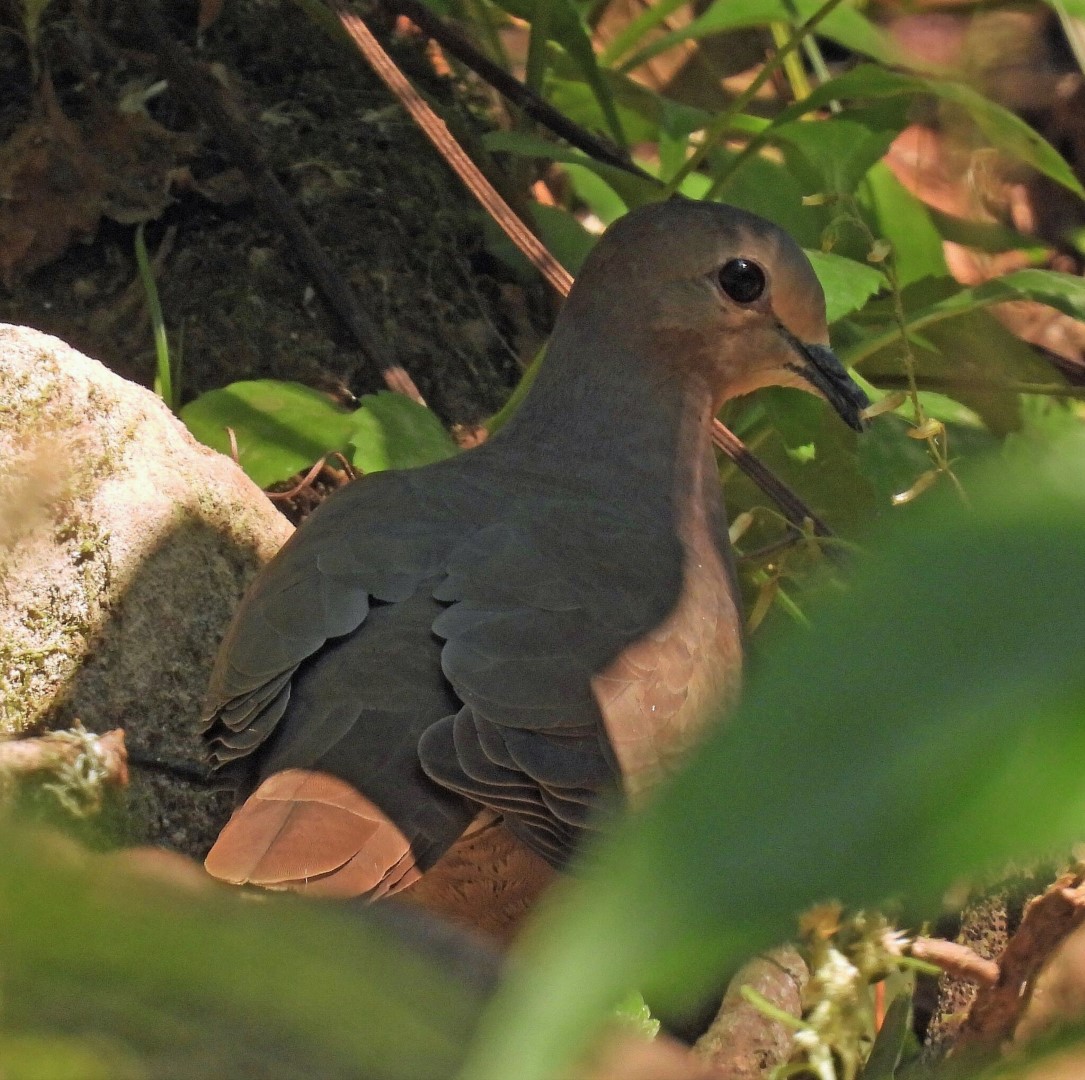 Large-tailed Dove