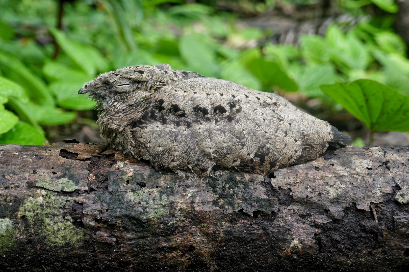 Large-tailed Nightjar