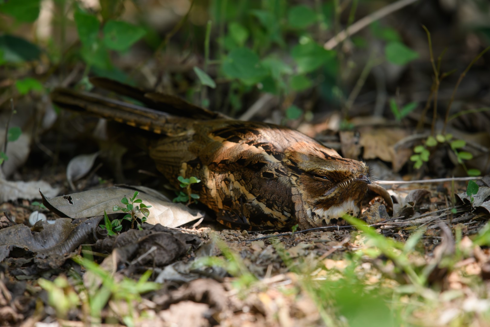 Large-tailed Nightjar