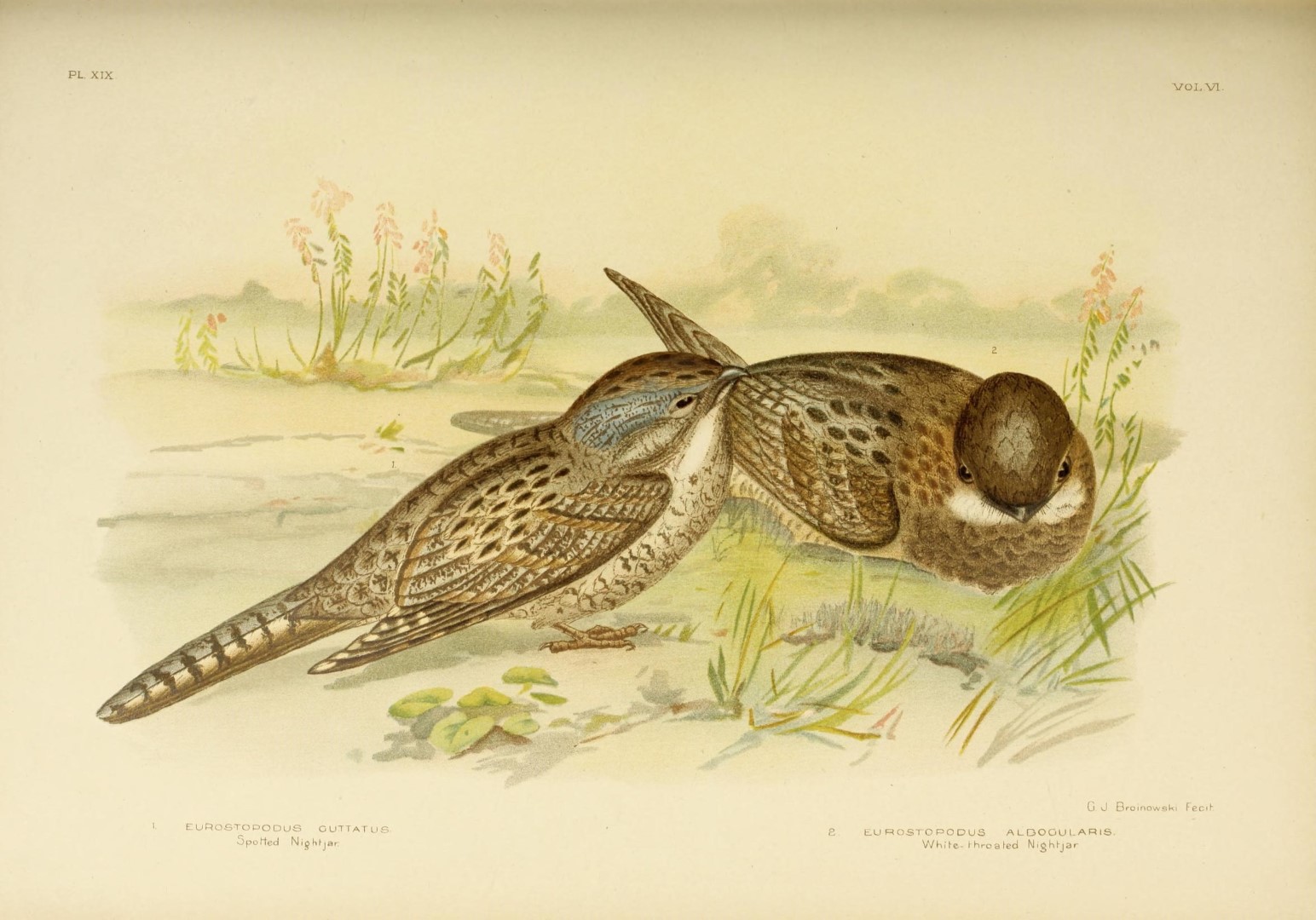 Large-tailed Nightjar