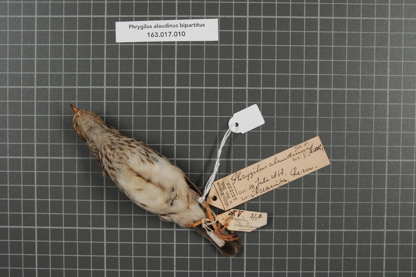 Lark-like Brushrunner