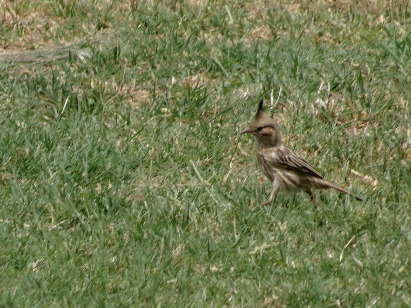 Lark-like Brushrunner