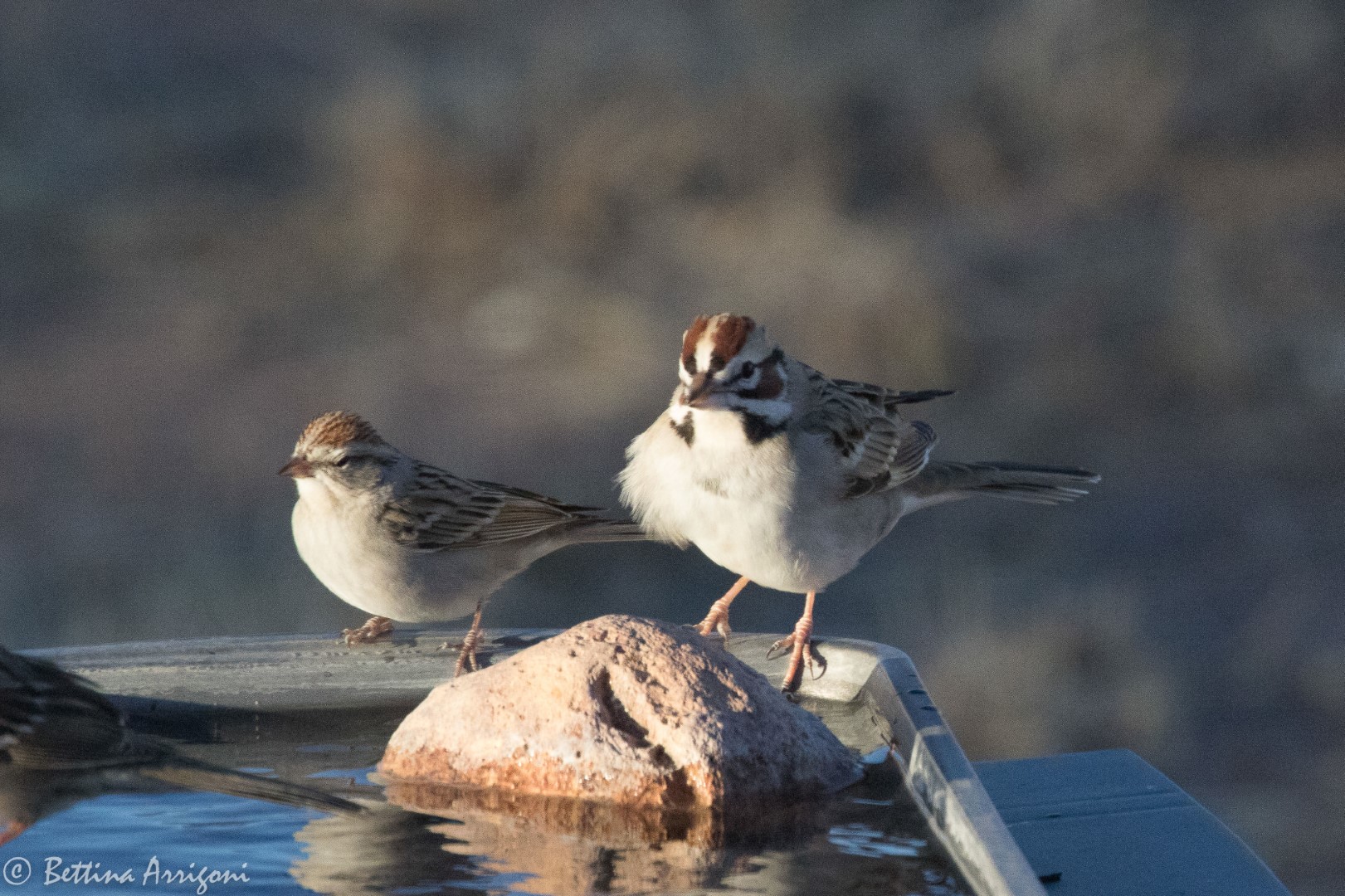 Lark Sparrow