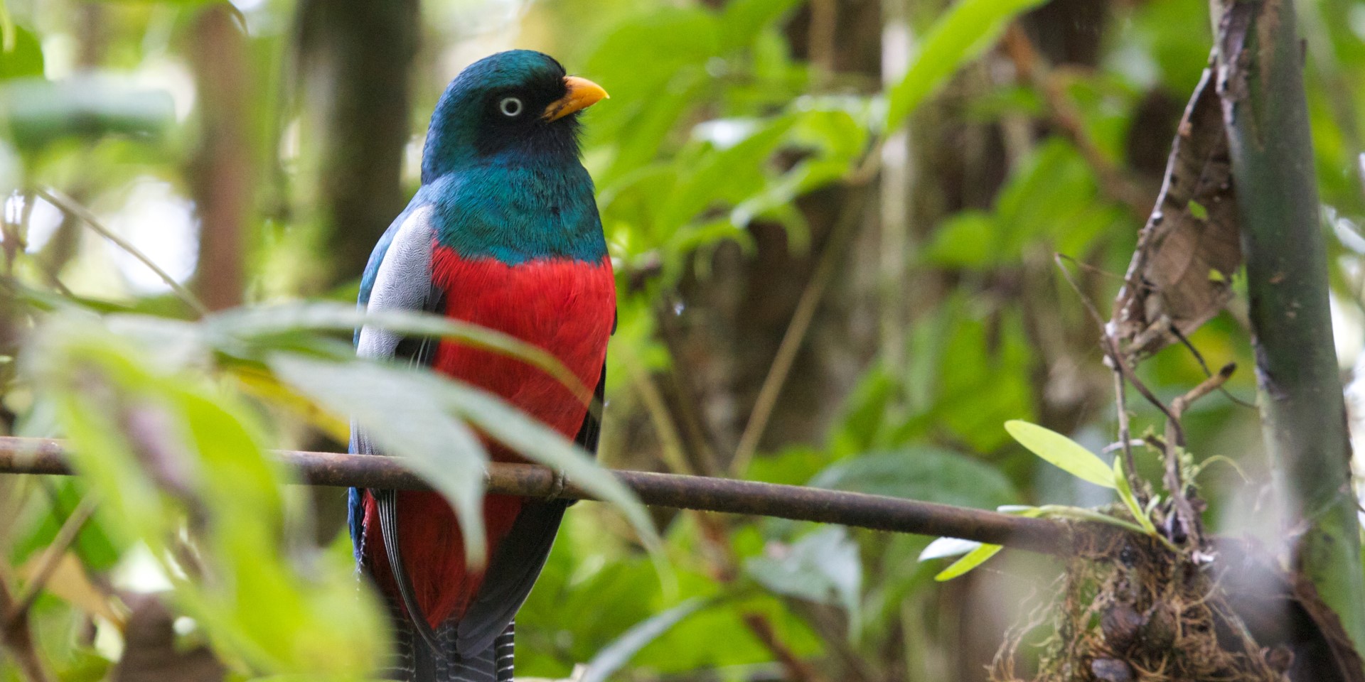 Lattice-tailed Trogon