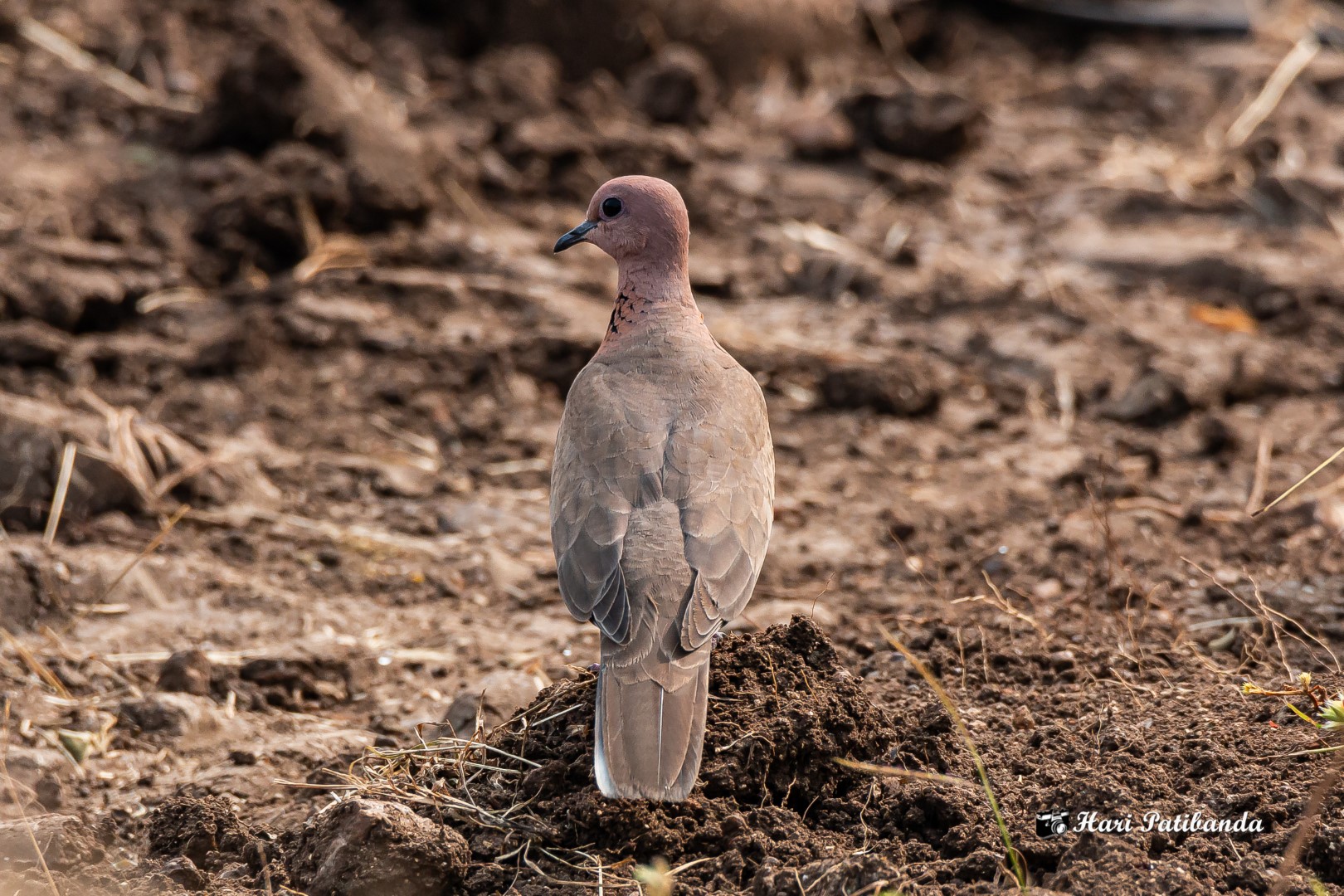 Laughing Dove