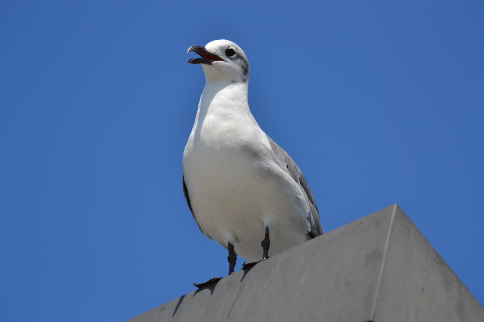 Laughing Gull