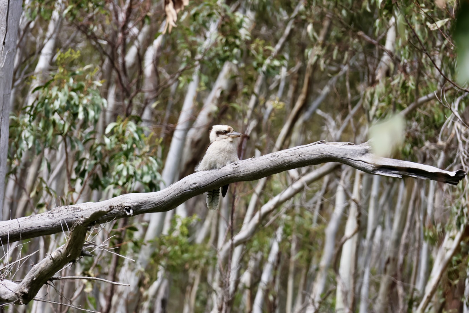 Laughing Kookaburra