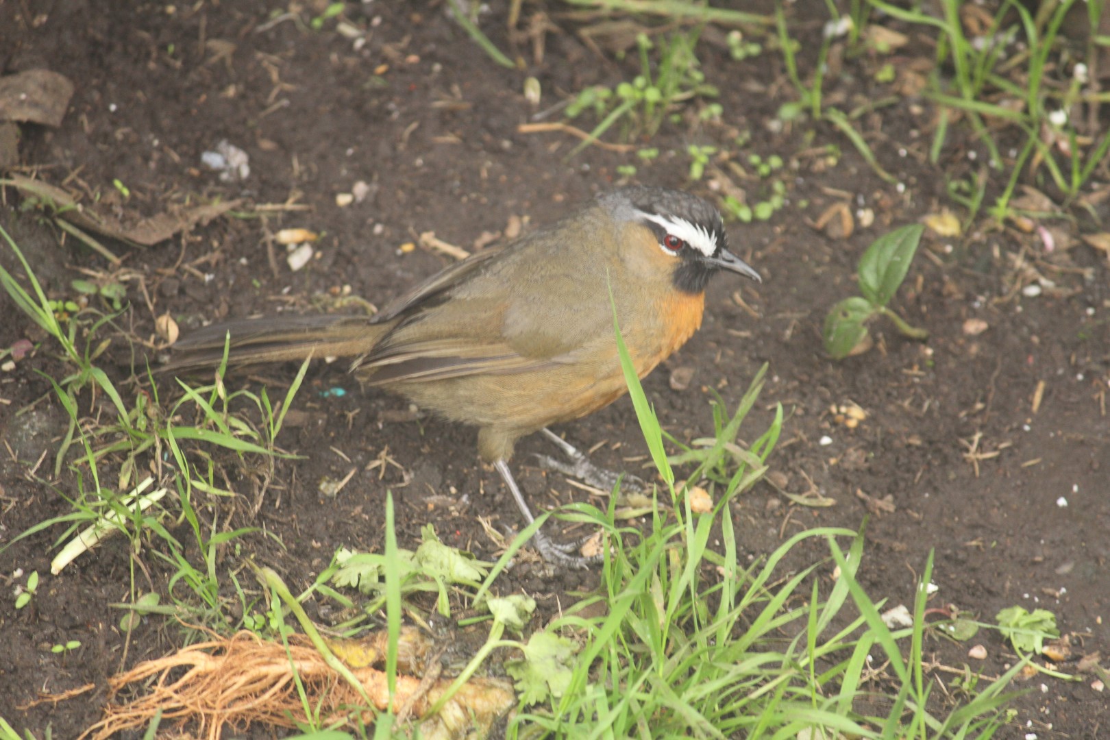 Laughingthrush