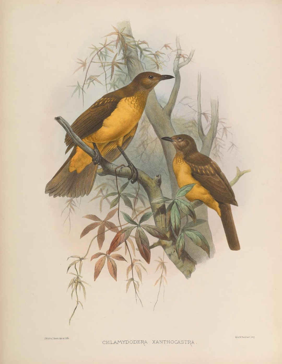 Lauterbach's bowerbird