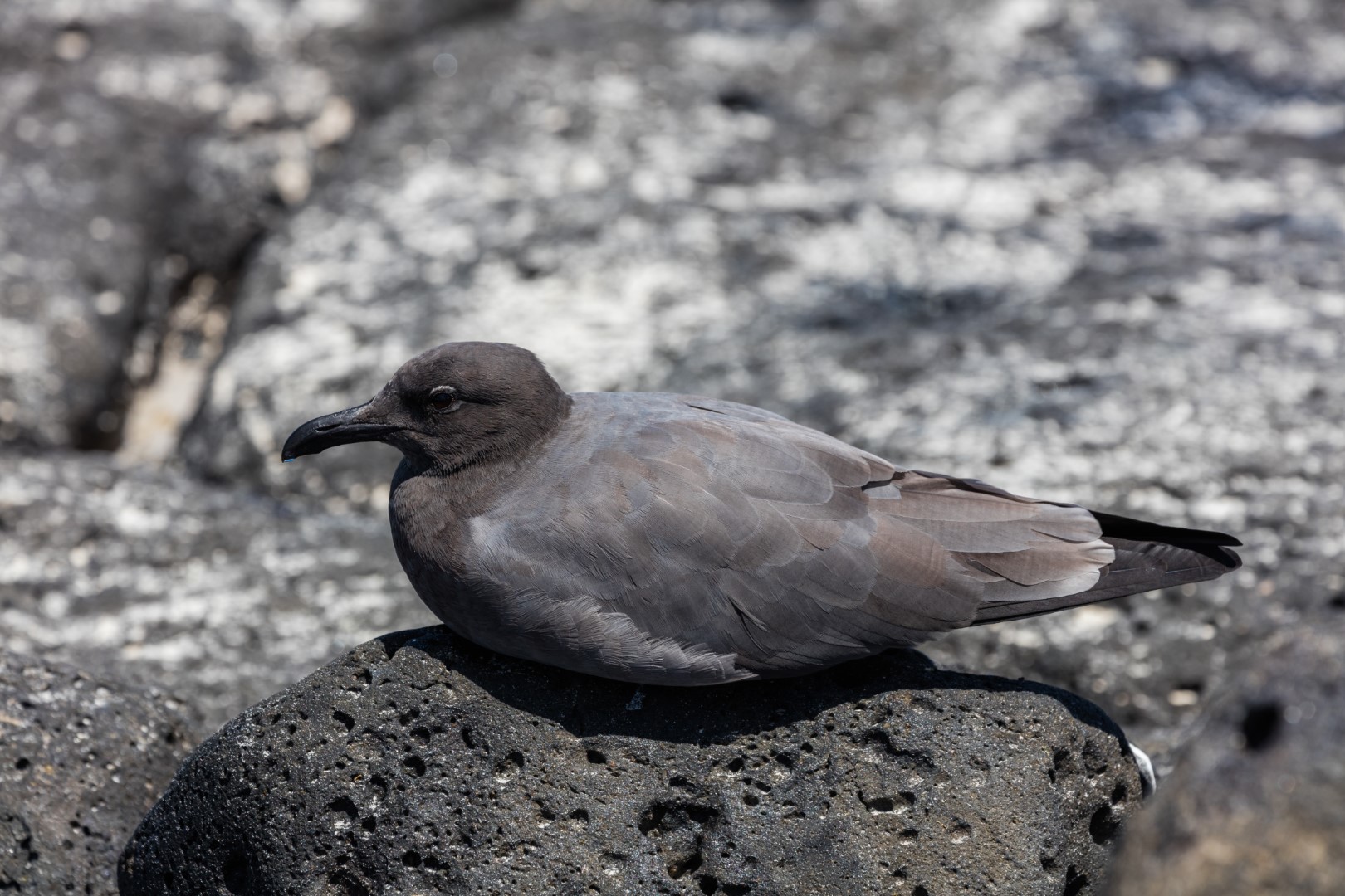 Lava Gull
