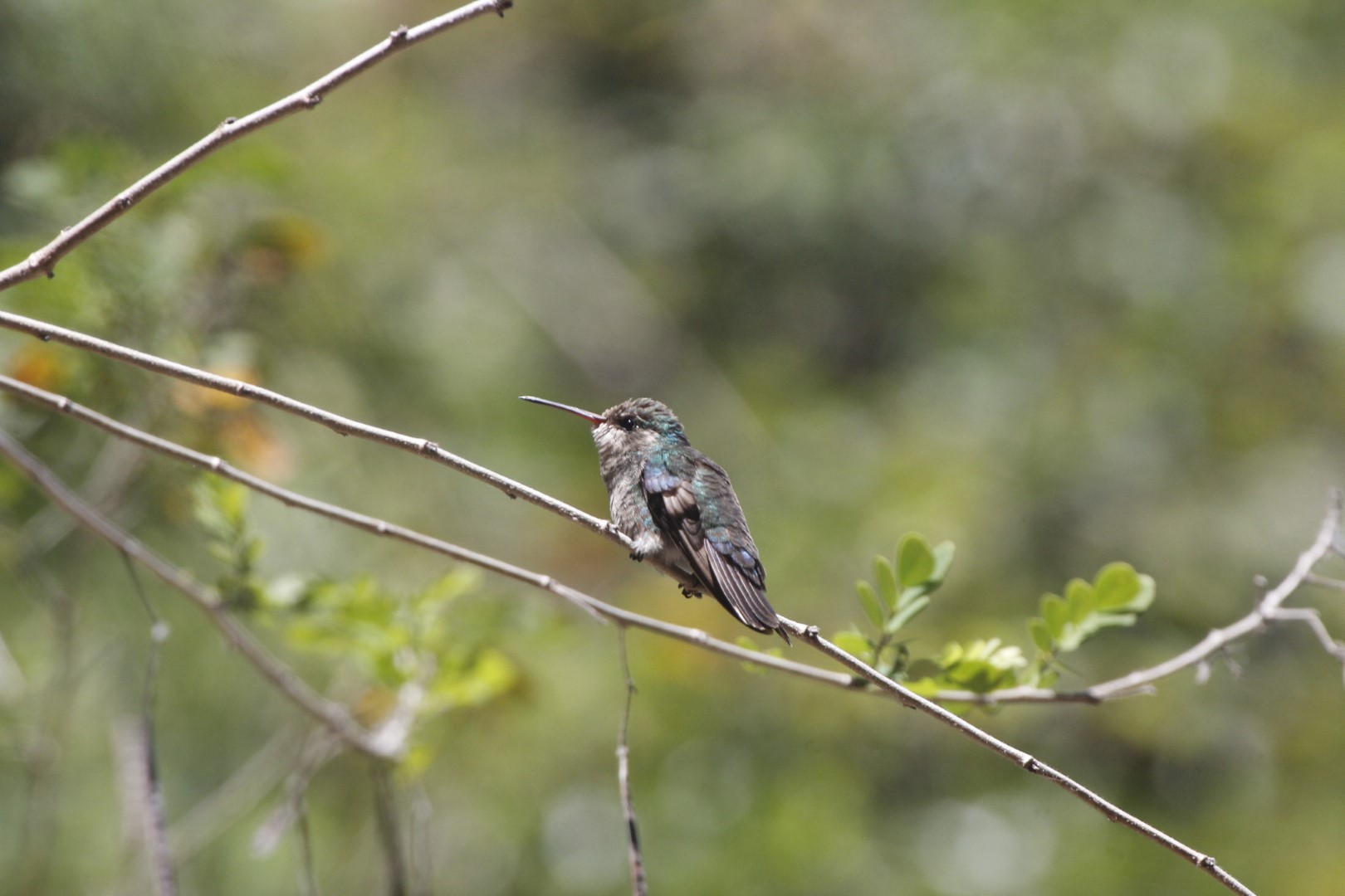 Lawrence's hummingbird