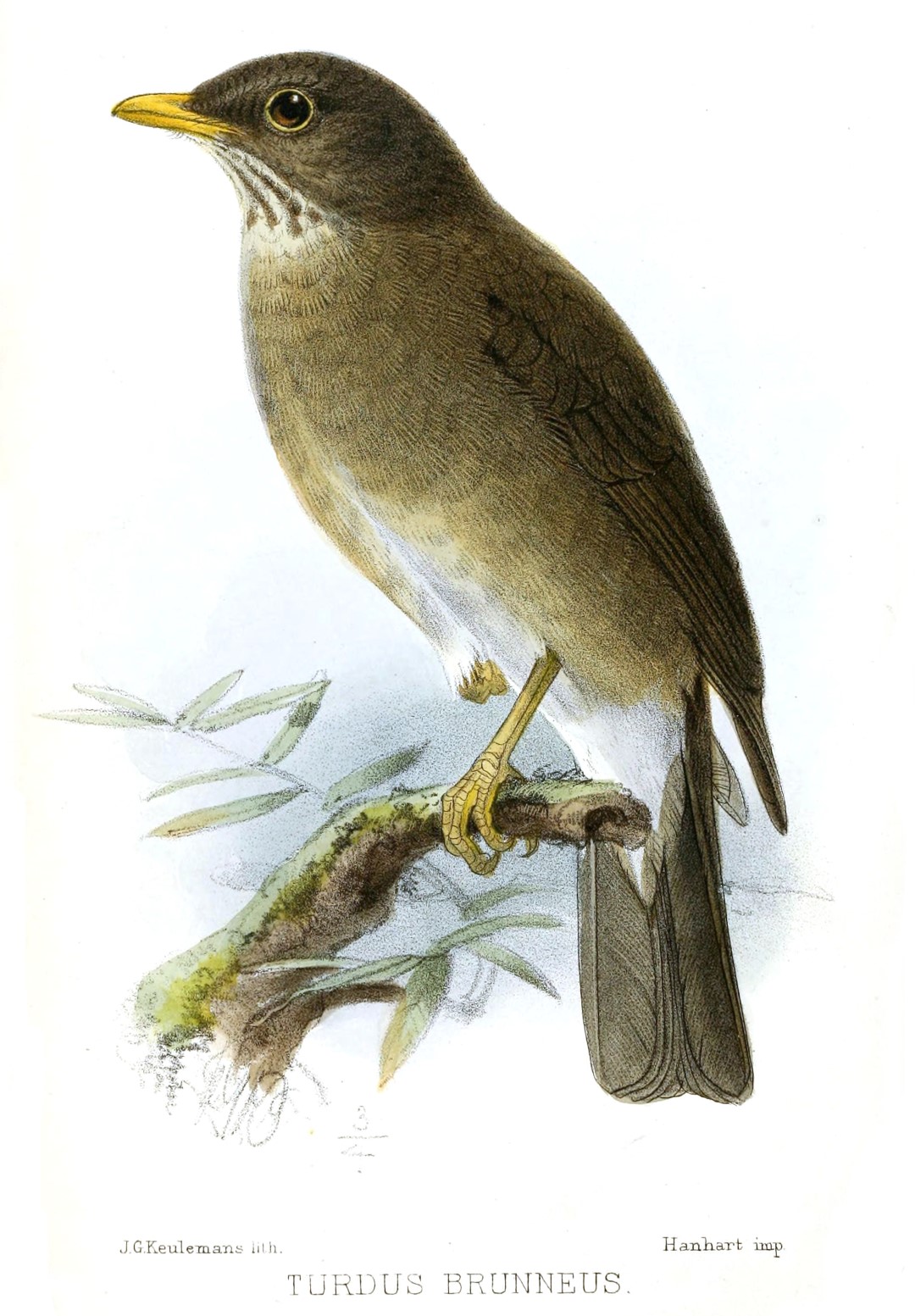 Lawrence's Thrush