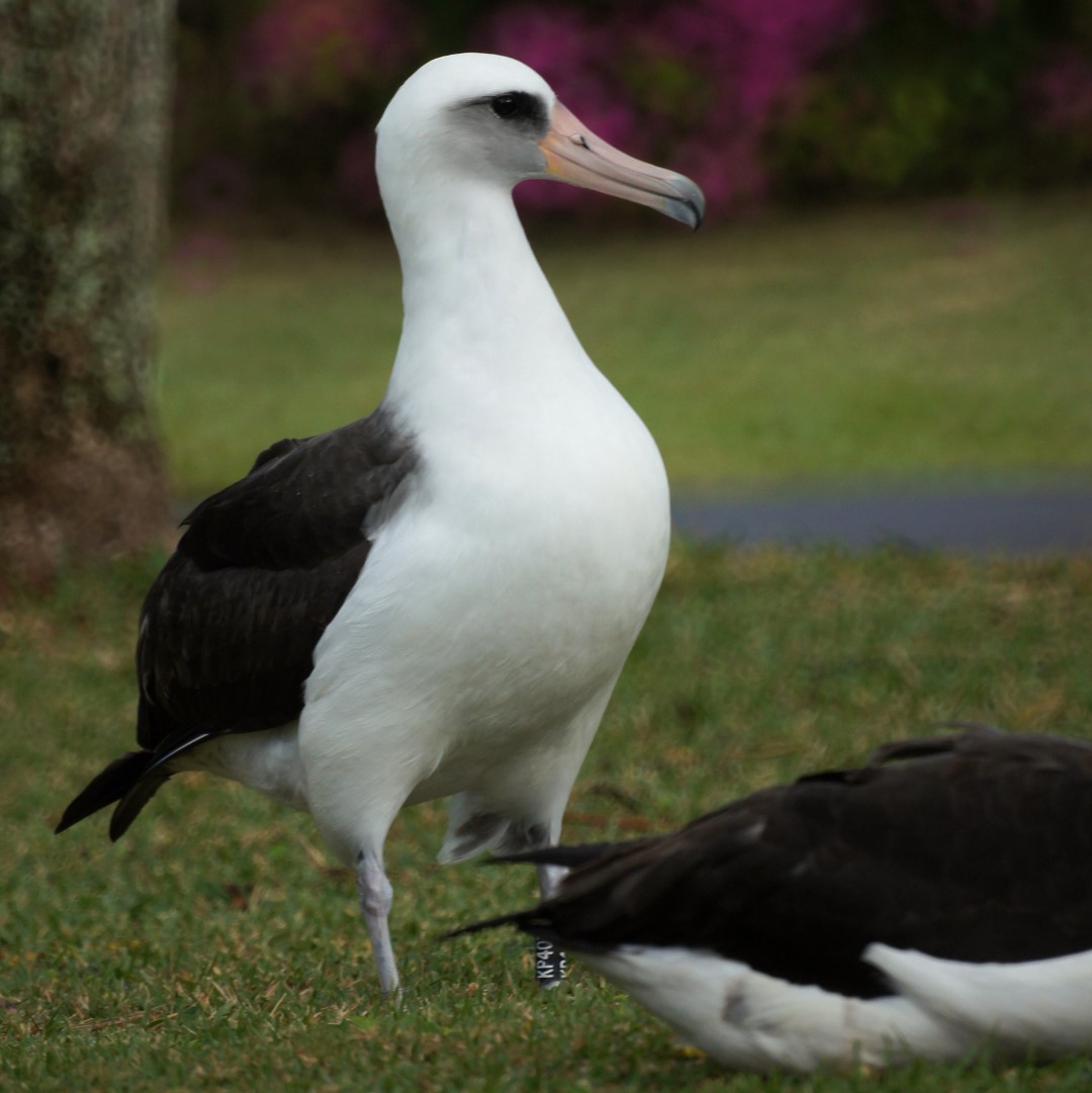Laysan albatross