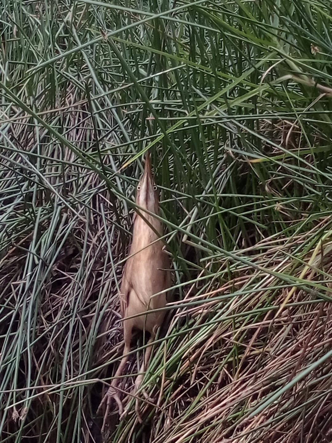 Least Bittern