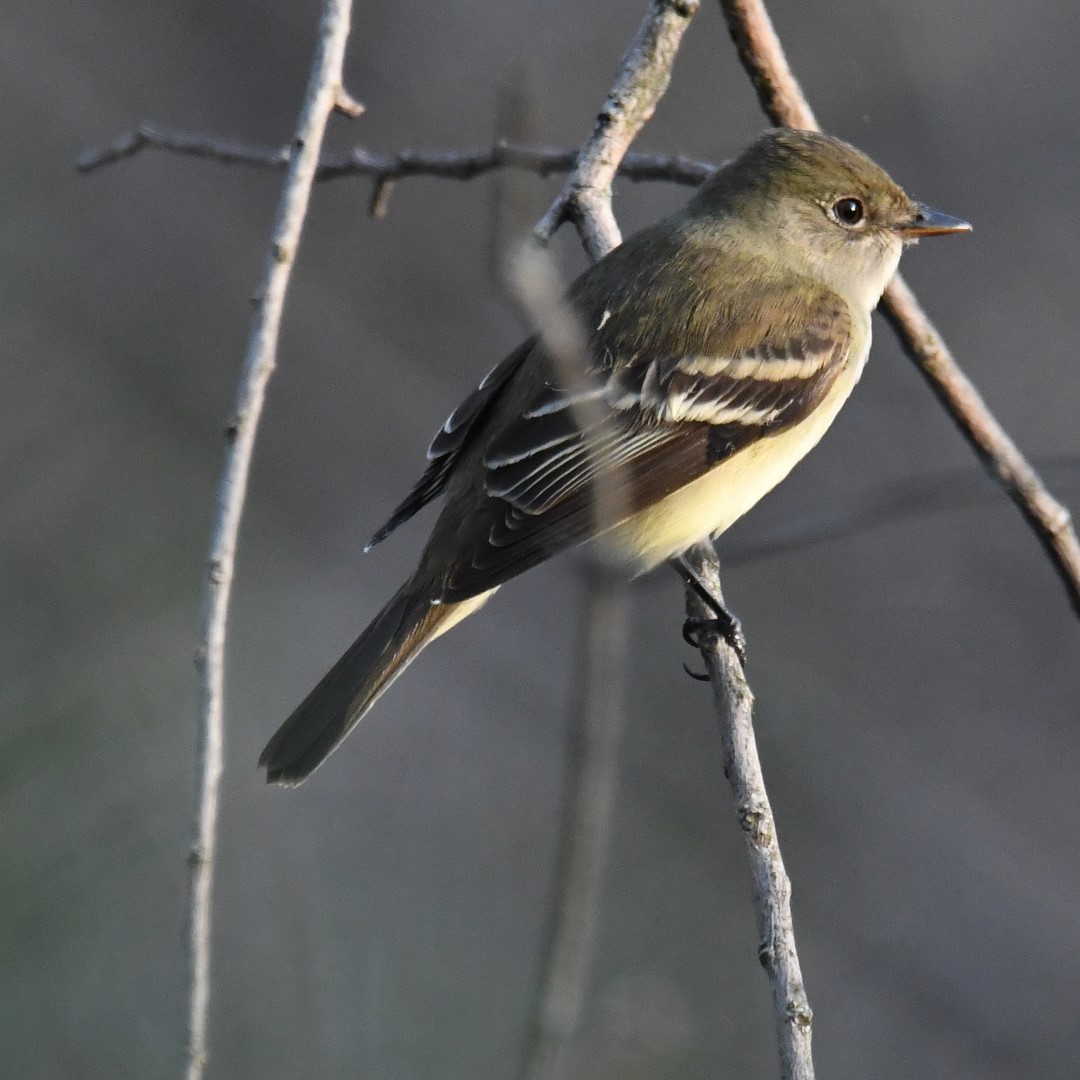 Least Flycatcher