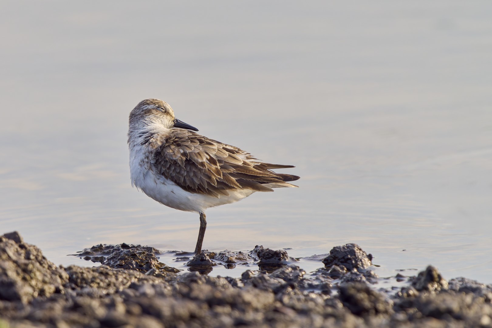 Least Sandpiper