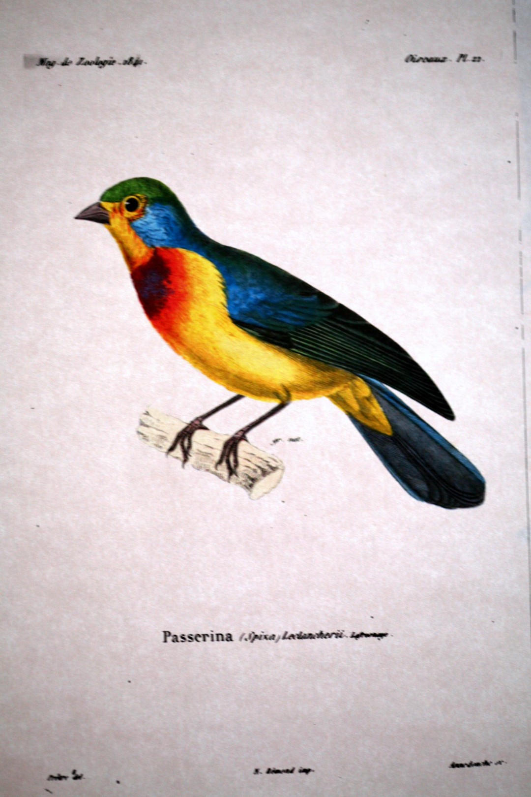 Leclancher's bunting