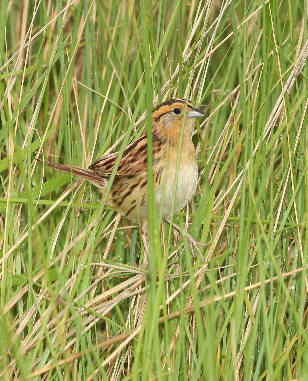 LeConte's Sparrow