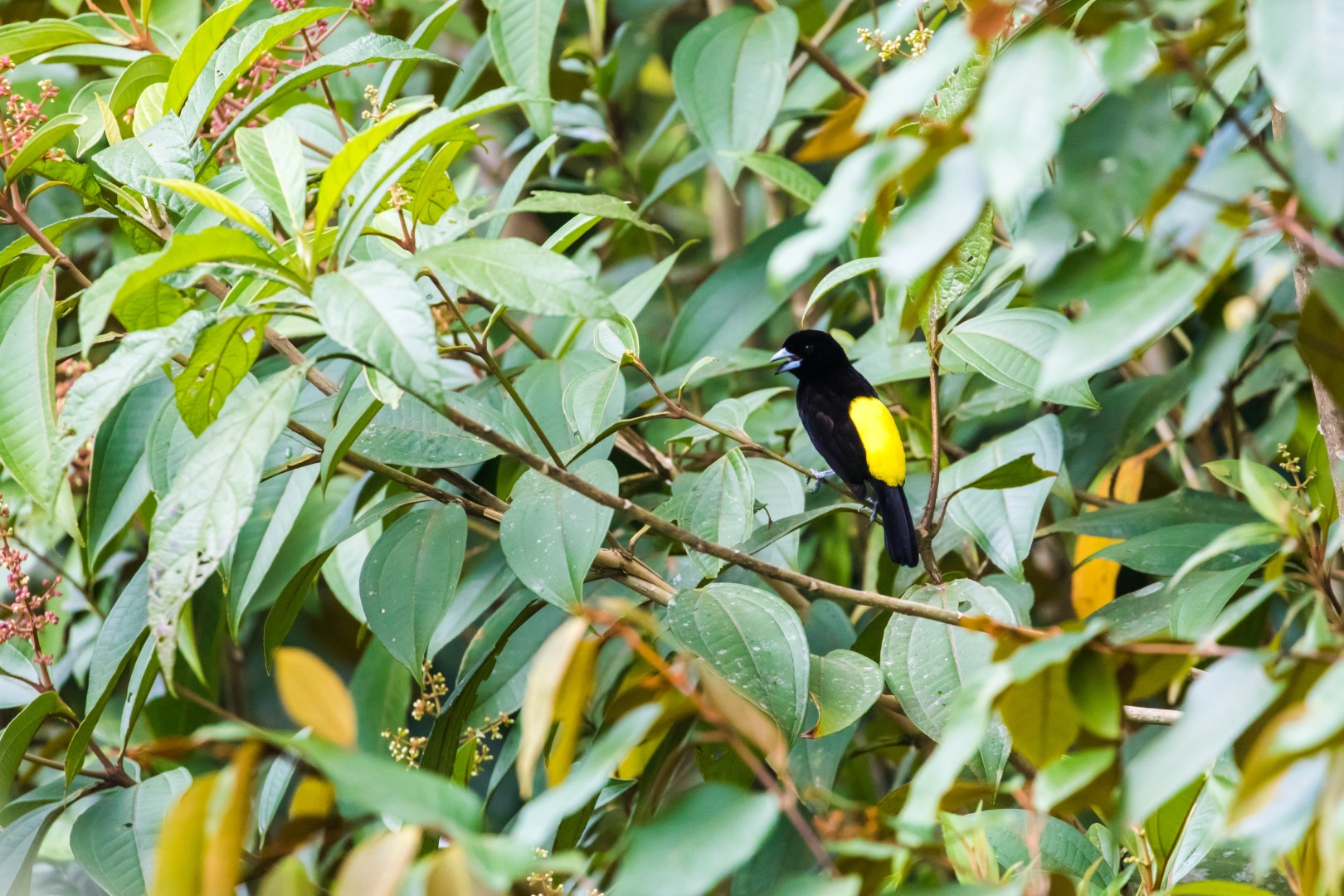 Lemon-rumped Tanager