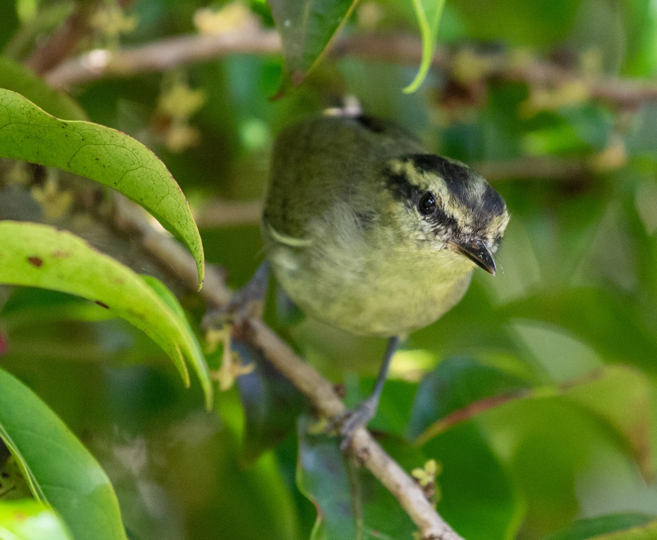 Lemon-rumped Warbler