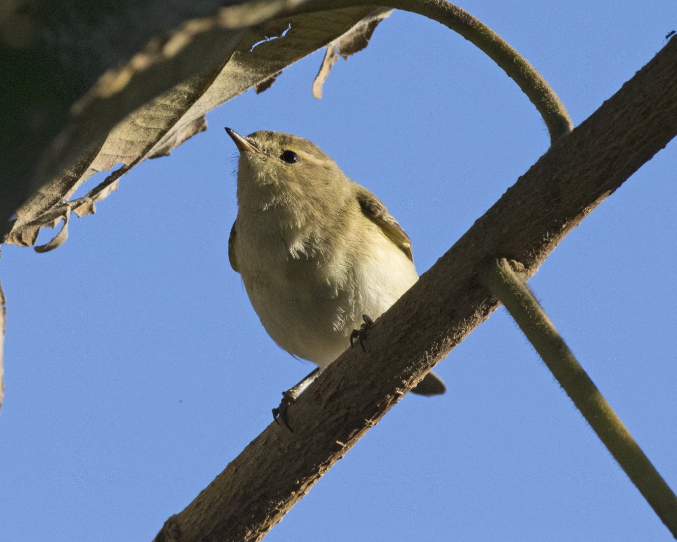 Lemon-rumped Warbler